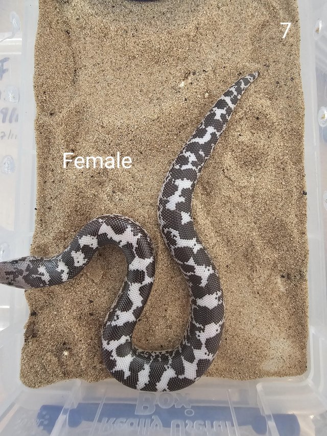 Preview of the first image of Kenyan sand boas babies.