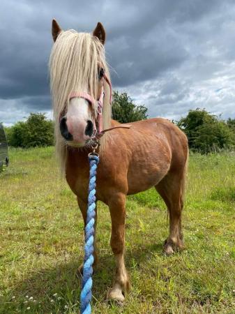 Image 17 of 10-13hh Lead Rein, Ridden Mare, Projects, Pets, Cobs, Welsh.