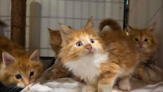 Image 13 of Maine Coon Kittens ONE GIRL LEFT!