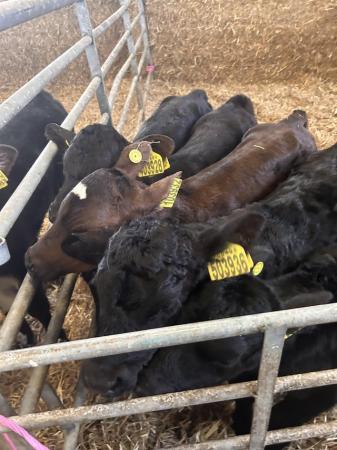 Image 6 of Angus bucket calves high health