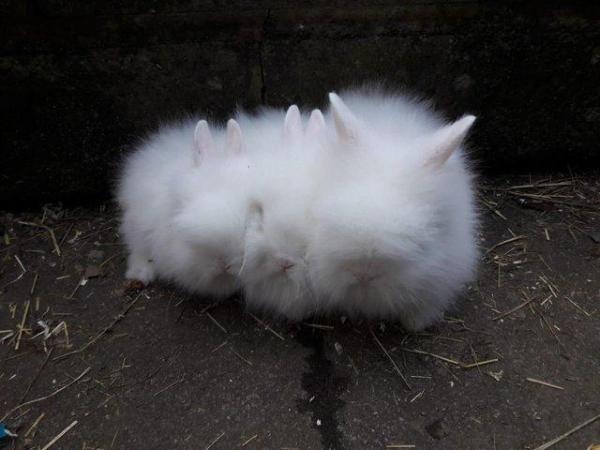 Image 4 of Double maned white Lionhead blue eyes Beautiful Pure bred cr