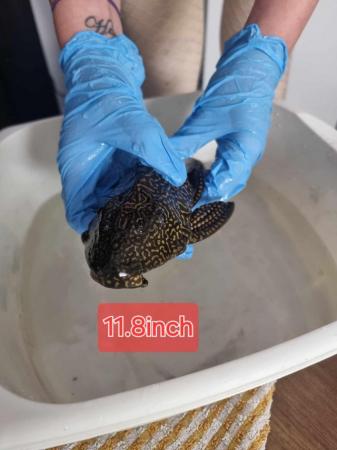 Image 2 of Leopard sail fin pleco for rehoming