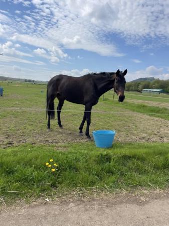 Image 3 of For sale 10 year old thoroughbred mare project