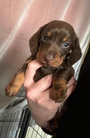 Image 3 of 7 week old Miniature smoothed hair dachshund