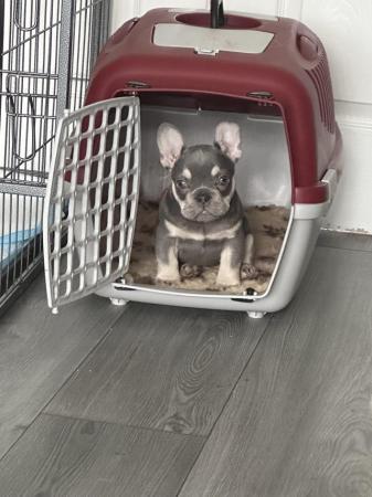 Image 3 of Beautiful KC Registered French Bulldog Puppy SOLD