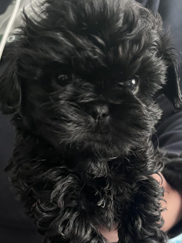 Preview of the first image of Shih Tzu Puppies For Sale (1 Boy).