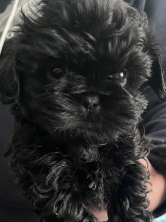 Image 1 of Shih Tzu Puppies For Sale (1 Boy)