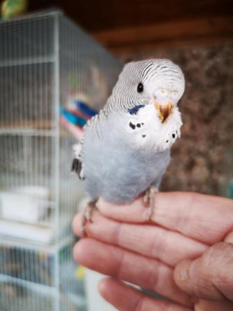 Image 23 of Baby hand tamed budgies for sale
