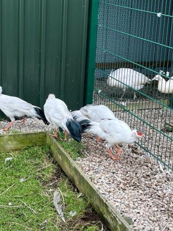 Image 4 of White eared pheasants for sale