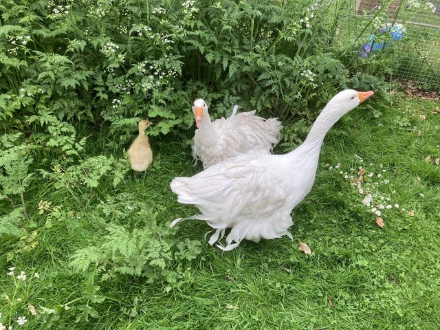 Preview of the first image of Sebastopol geese hatching eggs £8 each.