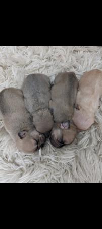Image 4 of KC REGISTERED french bulldog puppies