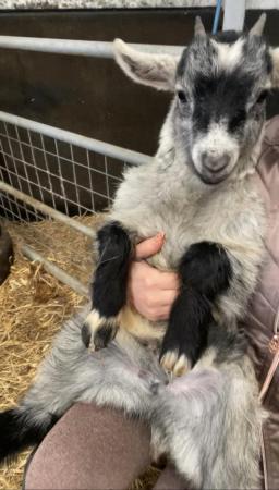 Image 1 of 4 month old pygmy goat wether