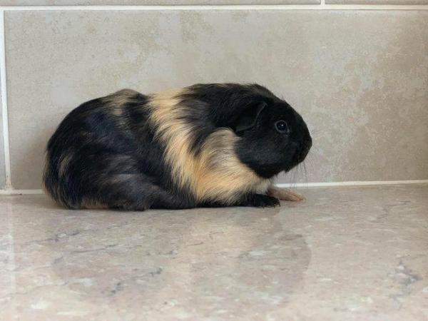 Image 1 of Baby Guinea pigs, short and long coated