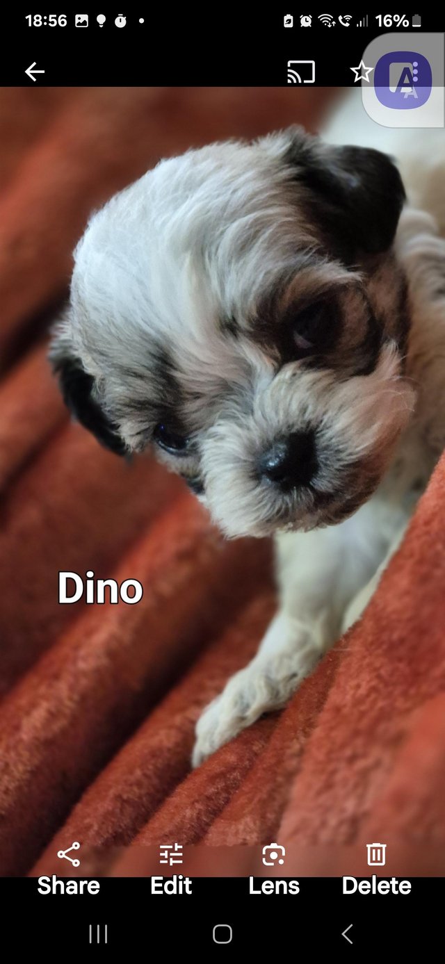 Preview of the first image of Cute Bichon x Shih Tzu puppies.
