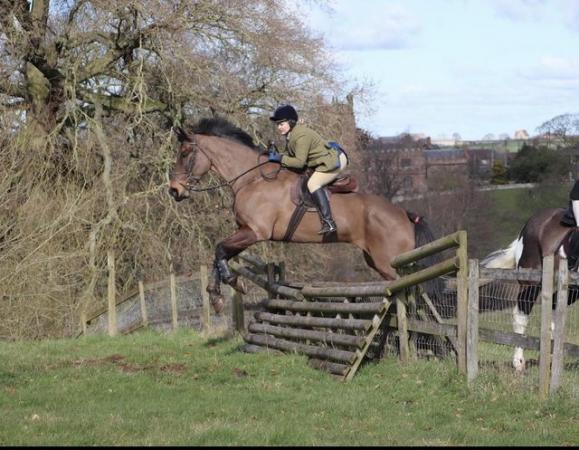 Image 3 of 17.2hh Allrounder horse for sale.