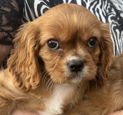 Image 4 of Cavalier King Charles Spaineil pups