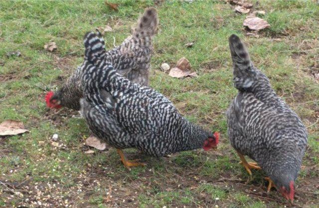 Image 6 of Point of Lay Hens - pure breeds 18 - 20 weeks old