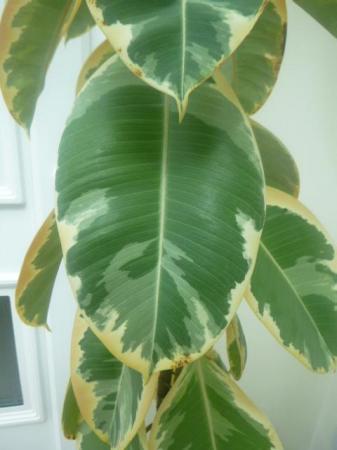 Image 1 of Tall Mature, Well Varigated Rubber Plant, FISCUS, 70ins. VGC