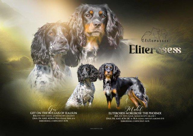 Preview of the first image of Extensively health tested working cocker spaniel puppies.
