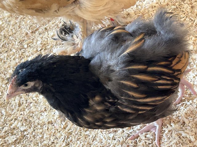 Preview of the first image of Blue splash Brahma chicks.