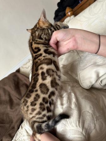 Image 9 of 5 generation TICA registered bengal kittens for sale.