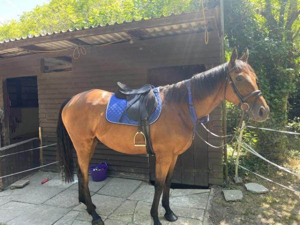 Image 3 of 16.1 hh thoroughbred 12 years old gelding