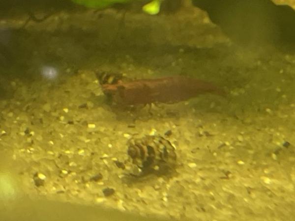 Image 5 of Stunning bright cherry red shrimp 50p each