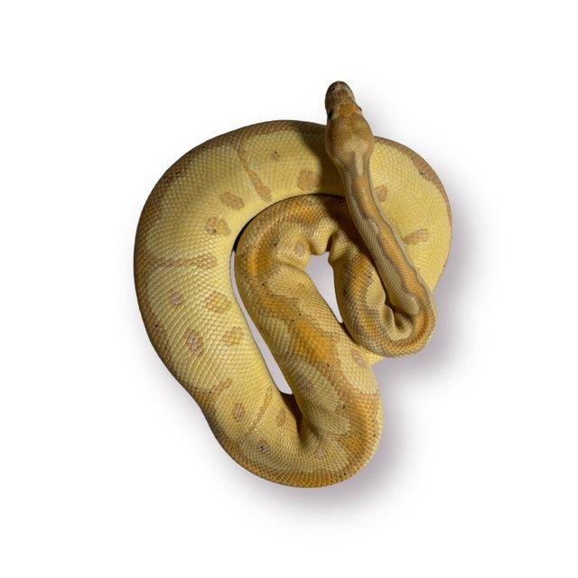 Preview of the first image of CB22 Male Banana Clown Royal Python.