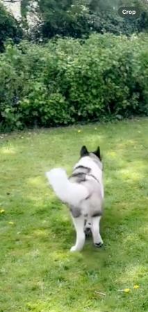 Image 10 of 8 month male american akita pup