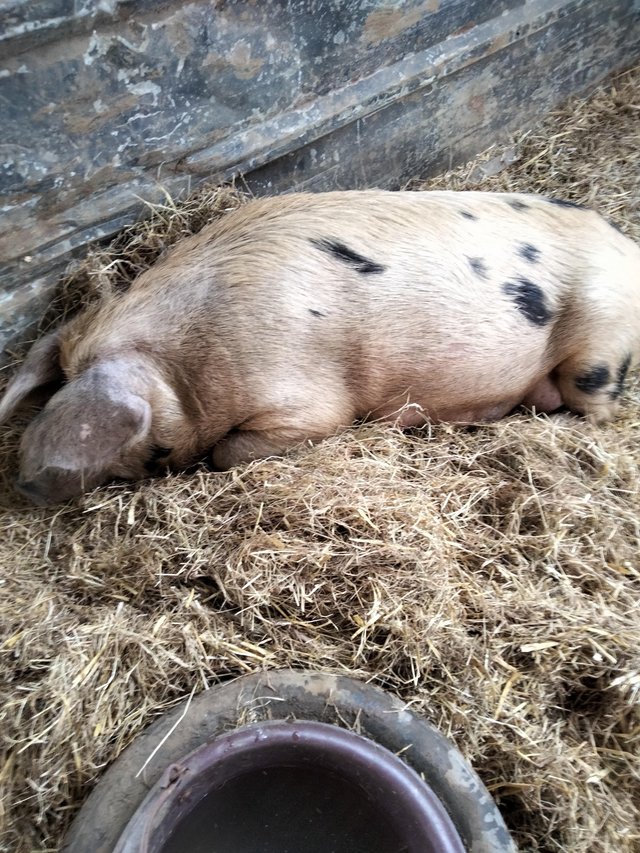 Preview of the first image of Oxford Sandy and Black X Gloucester Old Spot Sow.