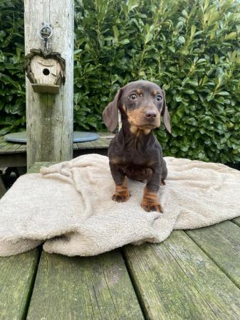 Image 2 of 14 week old dachshund pups
