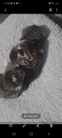Image 3 of Kittens available to leave in 25th May