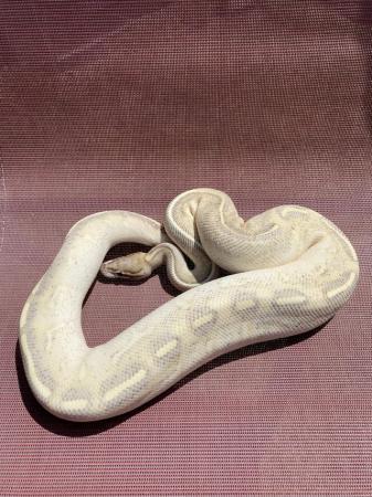 Image 17 of Various royal pythons for sale