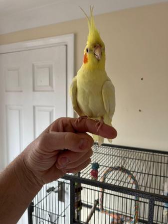 Image 5 of Cockatiels pair for sale
