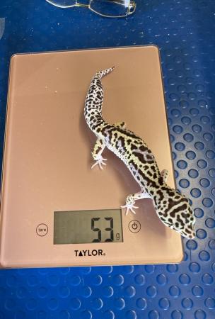 Image 4 of Cosmo Male lavender mack snow bold leopard gecko