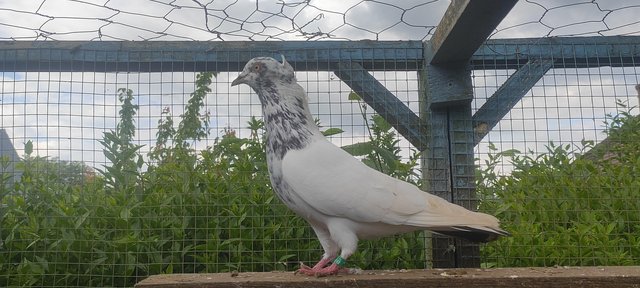 Image 3 of Beautiful Iranian crested pigeons