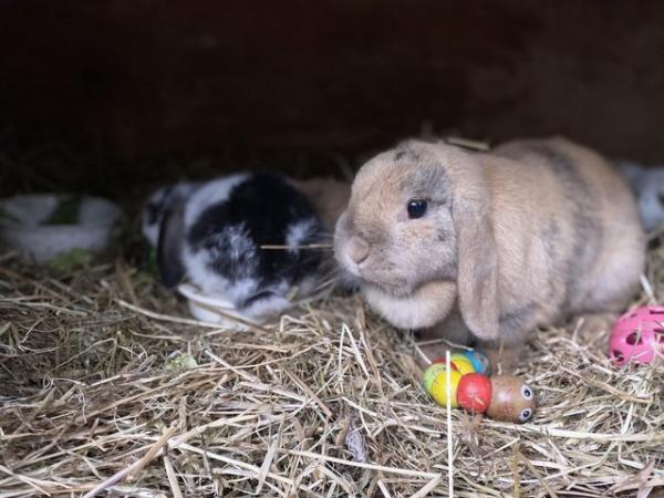 Image 10 of Friendly Pure Bred Baby Mini Lop Rabbits