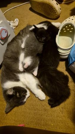 Image 3 of Black & Black and White Male Kittens
