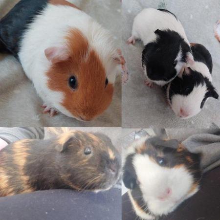 Image 5 of 3 female & 2 male Guinea pigs ?? (Seperated)