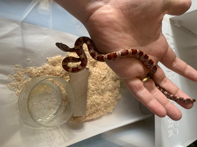 Preview of the first image of Carolina Corn Snake and housing enclosure.