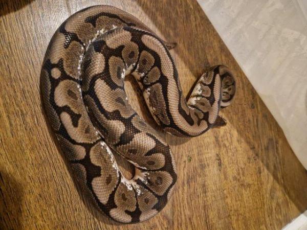 Image 5 of Royal ball pythons for sale adult and baby