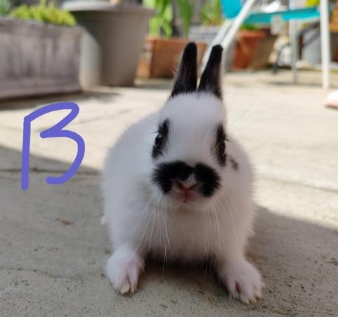 Image 3 of Netherland dwarf x bunnies