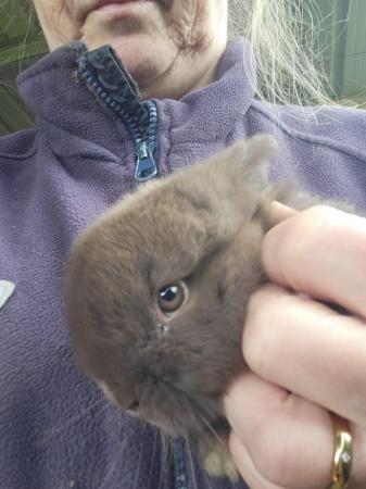 Image 5 of 11 Week old Lop eared rabbits reduced to £15. each