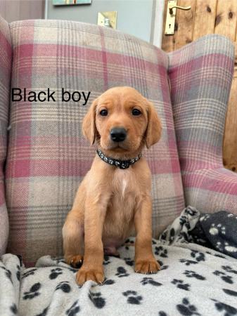 Image 2 of 6 beautiful red Labrador puppies for sale