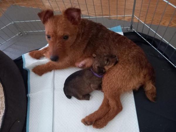 Image 8 of Lakeland terrier puppies for sale