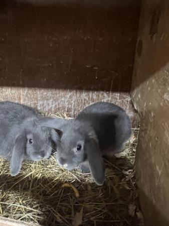 Image 4 of Georgeous baby lop eared rabbits