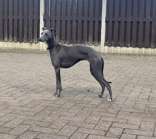 Image 3 of KC Registered blue whippet puppies