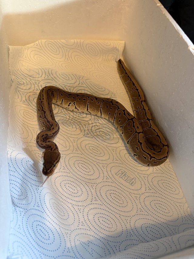 Royal python “Pin stripe” male — photo 2 of 4