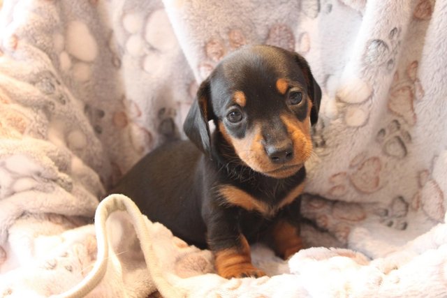 Image 4 of Kc registered mini dachshund puppies