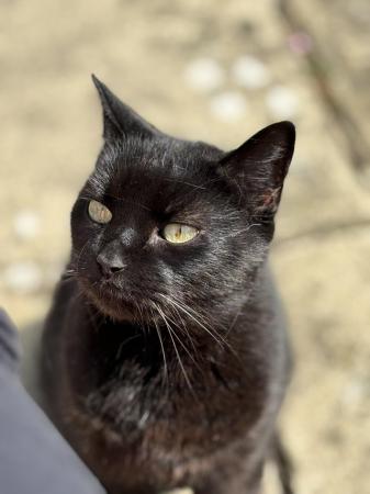 Image 1 of Beautiful female all black cat